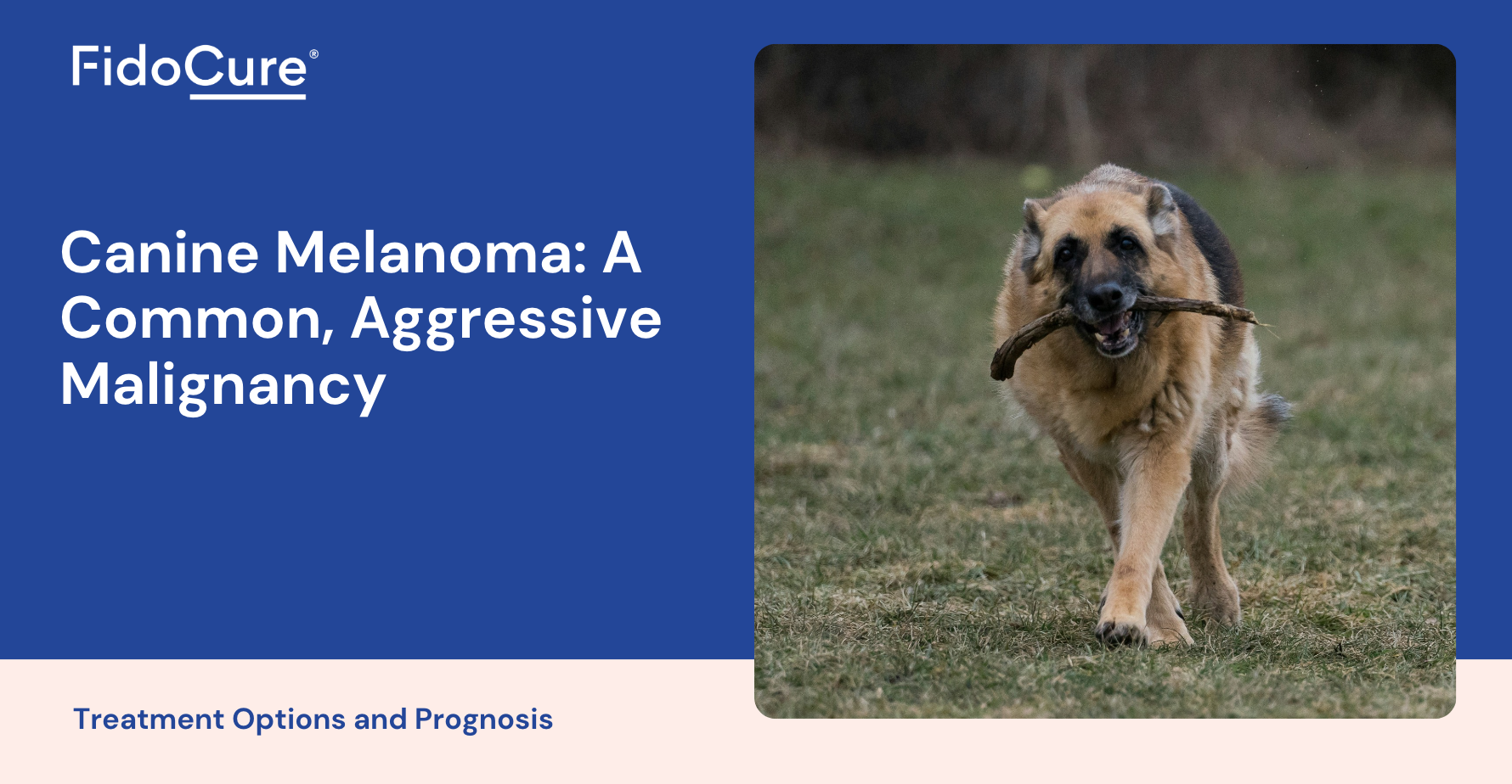 Melanoma vaccine dog best sale